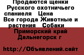 Продаются щенки Русского охотничьего спаниеля › Цена ­ 25 000 - Все города Животные и растения » Собаки   . Приморский край,Дальнегорск г.